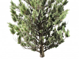 Green and Snow Coated Pine Trees Model 3D