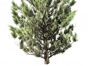 Green and Snow Coated Pine Trees 3D Model