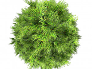 Green and Snow Coated Pine Trees Model 3D