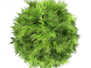 Green and Snow Coated Pine Trees 3D Model