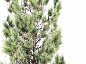 Green and Snow Coated Pine Trees Model 3D