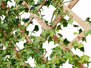 Wood Mesh Wall with Ivy Climber Model 3D