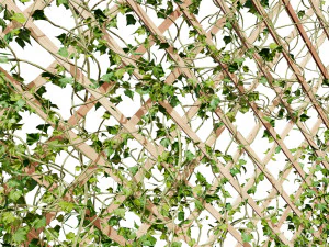 Wood Mesh Wall with Ivy Climber 3D Model