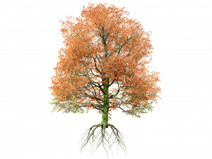 Detailed bigleaf maple trees with trunk moss 3D-Modell