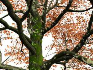 Detailed bigleaf maple trees with trunk moss 3D Model