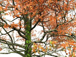 Detailed bigleaf maple trees with trunk moss 3D Model