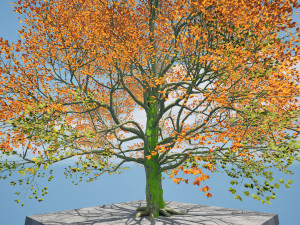 Detailed bigleaf maple trees with trunk moss 3D-Modell