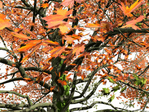 Detailed bigleaf maple trees with trunk moss 3D-Modell