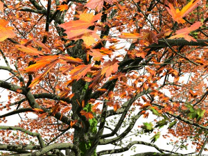 Detailed bigleaf maple trees with trunk moss 3D Model