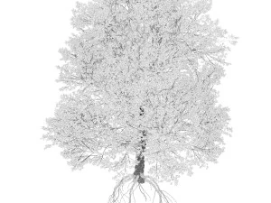 Detailed bigleaf maple trees with trunk moss 3D Model