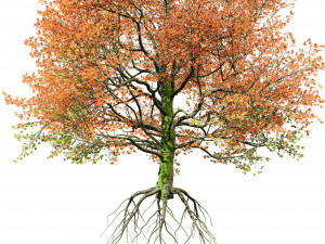Detailed bigleaf maple trees with trunk moss 3D-Modell