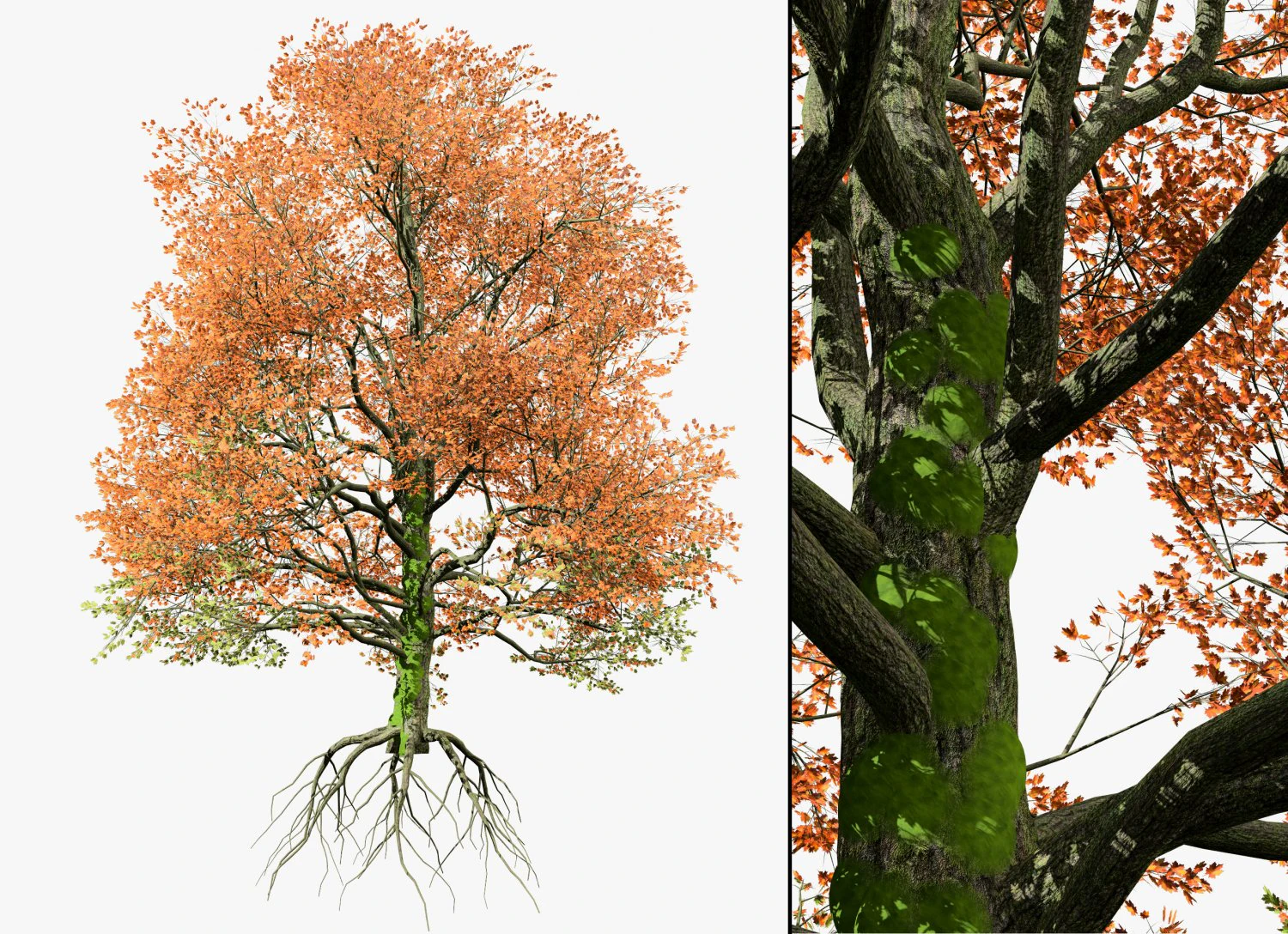 Detailed bigleaf maple trees with trunk moss 3D Model .c4d .max .obj .3ds .fbx .stl .blend 