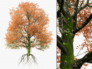 Detailed bigleaf maple trees with trunk moss 3D Model