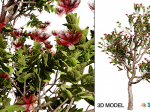 2 Flowering trees Tropical Ohia Lehua Trees of Hawaii 3D मॉडल