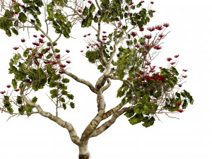 2 Flowering trees Tropical Ohia Lehua Trees of Hawaii 3D 모델