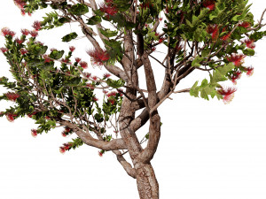 2 Flowering trees Tropical Ohia Lehua Trees of Hawaii 3D 모델
