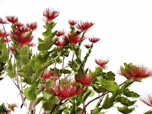 2 Flowering trees Tropical Ohia Lehua Trees of Hawaii 3D 모델