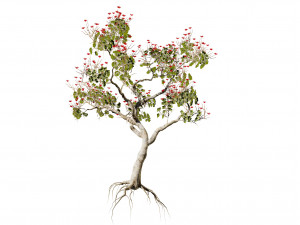 2 Flowering trees Tropical Ohia Lehua Trees of Hawaii 3D 모델
