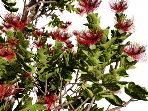 2 Flowering trees Tropical Ohia Lehua Trees of Hawaii 3D 모델