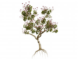 2 Flowering trees Tropical Ohia Lehua Trees of Hawaii 3D 모델