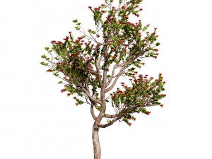 2 Flowering trees Tropical Ohia Lehua Trees of Hawaii 3D 모델
