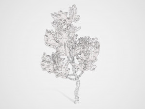 2 Flowering trees Tropical Ohia Lehua Trees of Hawaii 3D 모델