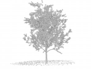 Blossom Sikora forest trees 3d scene 3D 모델