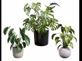 Trio of Tropical Delights 3D Модель