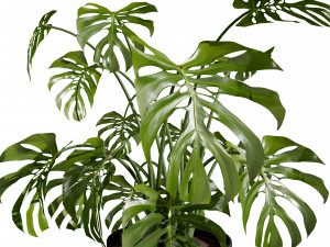 Trio of Tropical Delights 3D-Modell