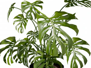 Trio di delizie tropicali Modello 3D