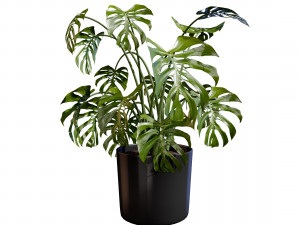 Trio of Tropical Delights 3D-Modell