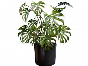 Trio di delizie tropicali Modello 3D