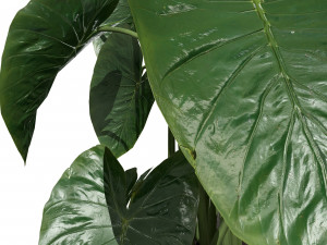 Trio of Tropical Delights 3D-Modell