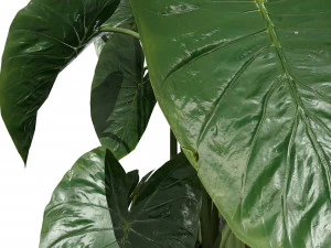 Trio di delizie tropicali Modello 3D