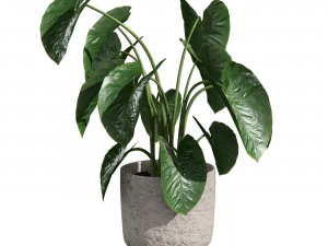 Trio di delizie tropicali Modello 3D