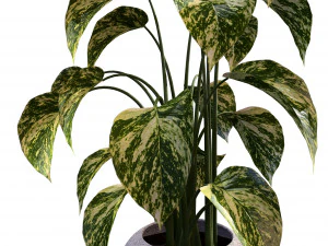 Trio di delizie tropicali Modello 3D