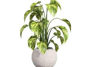 Trio di delizie tropicali Modello 3D