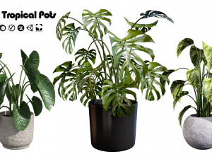 Trio di delizie tropicali Modello 3D