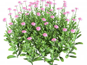 Colorful Common Daisy flowers bush 3D Model