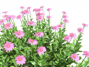 Colorful Common Daisy flowers bush 3D 모델