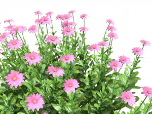 Colorful Common Daisy flowers bush 3D Model