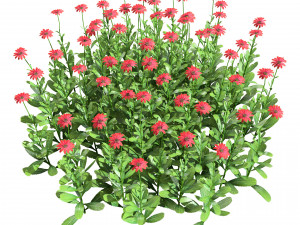 Colorful Common Daisy flowers bush 3D 모델