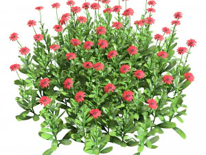Colorful Common Daisy flowers bush 3D Model