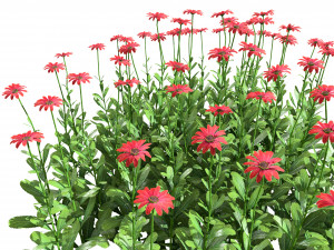 Colorful Common Daisy flowers bush 3D 모델