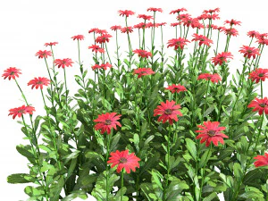 Colorful Common Daisy flowers bush 3D Model