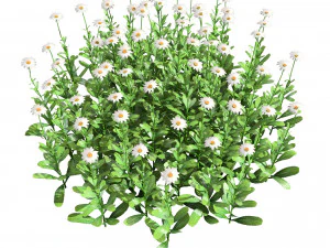 Colorful Common Daisy flowers bush 3D Model