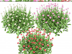 Colorful Common Daisy flowers bush 3D 모델