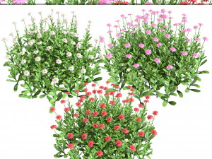 Colorful Common Daisy flowers bush 3D Model