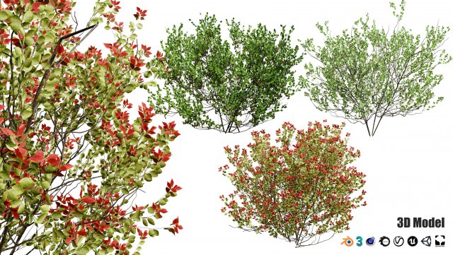 Aronia Melanocarpa shrubs 3D मॉडल .c4d .max .obj .3ds .fbx .stl .blend 