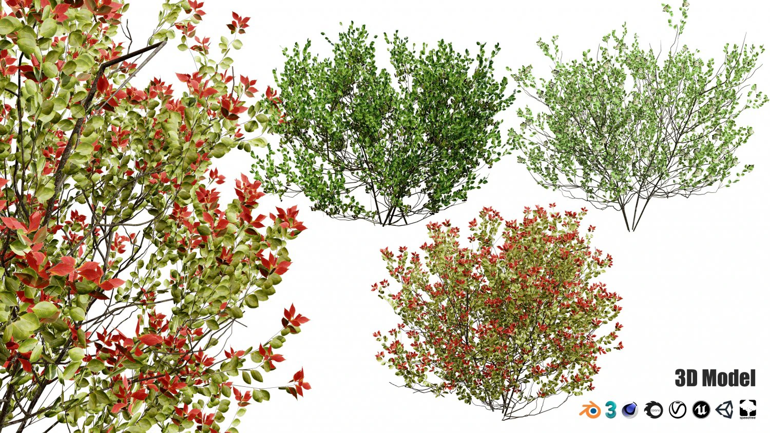Aronia Melanocarpa shrubs 3D Model .c4d .max .obj .3ds .fbx .stl .blend 